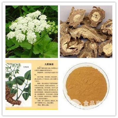 獨活提取物在寧夏地區(qū)的發(fā)展與應(yīng)用