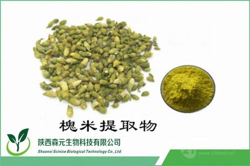 槐米提取物 純天然植物提取物價格解析與廠家直供優勢