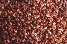 探索植物精華 精選植物提取物產(chǎn)品及其應(yīng)用